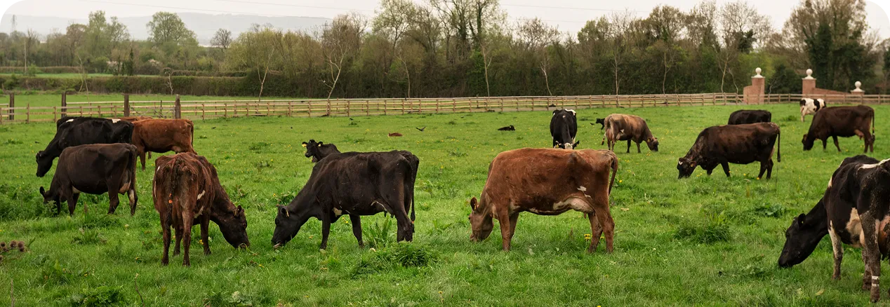 Field with livestock